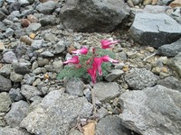 kusatsu_yama04.jpg
