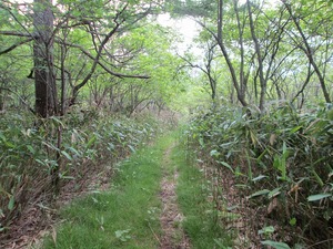 kusatsu_yama08.jpg